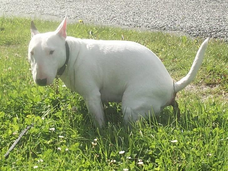 Bullterrier miniature Vine - skrid så mor :-)) det er IKK´sjovt billede 10