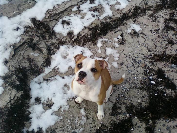 Blanding af racer Tulle billede 13