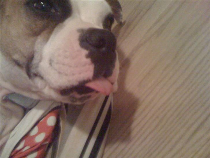 Blanding af racer Tulle billede 14