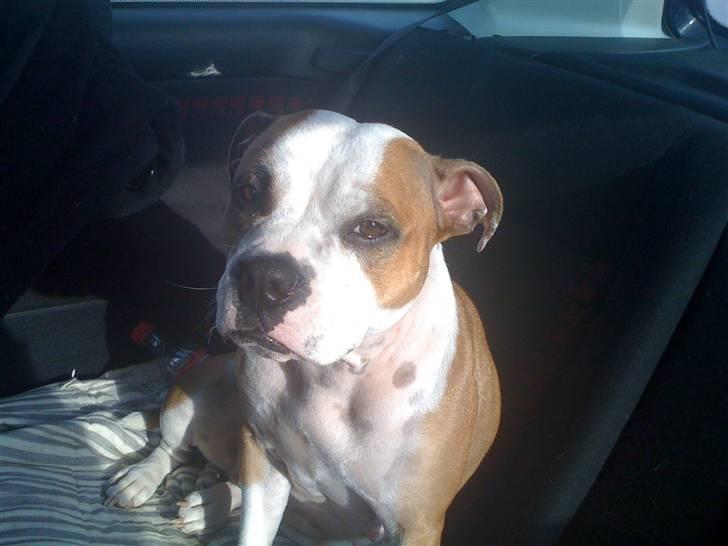 Blanding af racer Tulle billede 15