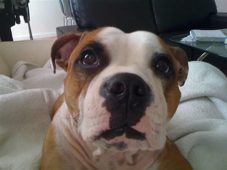 Blanding af racer Tulle billede 16