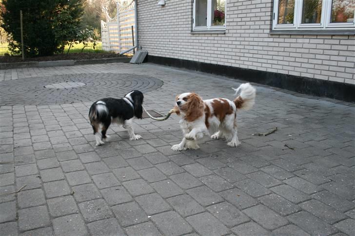 Cavalier king charles spaniel Simba billede 9