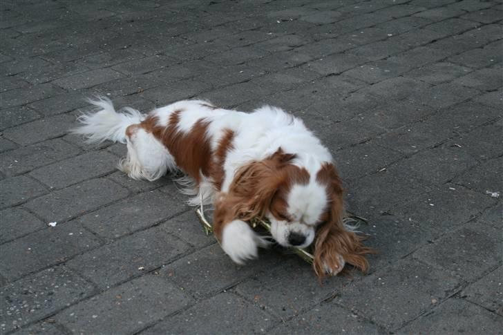 Cavalier king charles spaniel Simba billede 10
