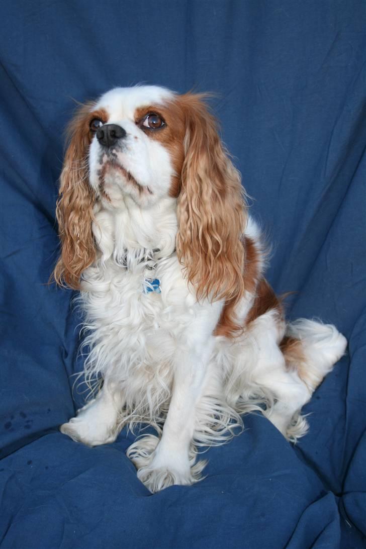 Cavalier king charles spaniel Simba billede 11