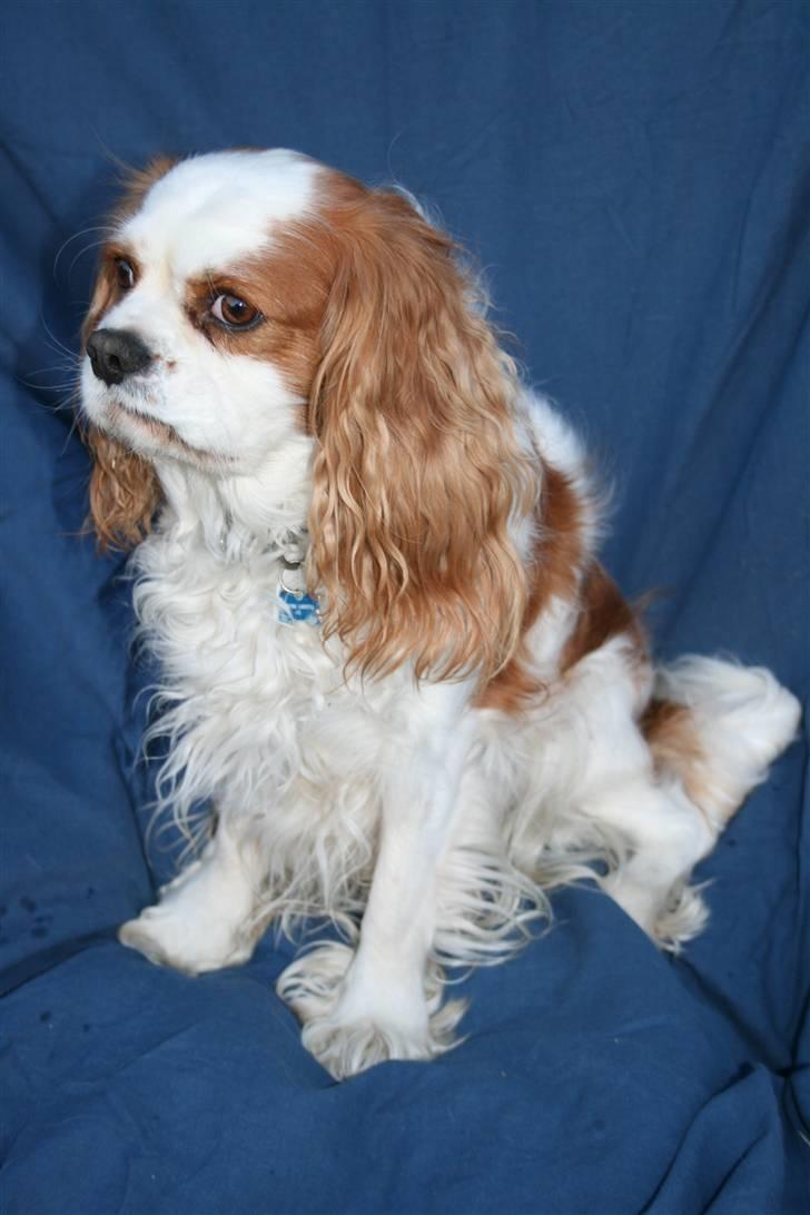 Cavalier king charles spaniel Simba billede 12