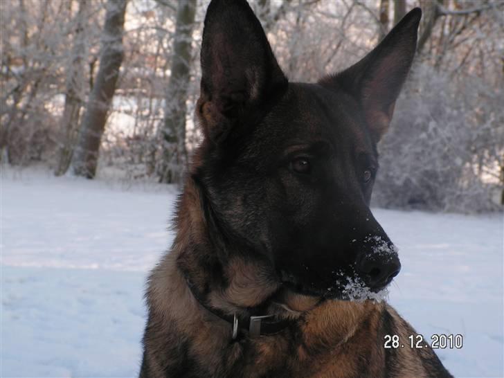 Schæferhund Kweo's Porsche - Sne på næsen :) billede 19