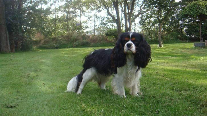 Cavalier king charles spaniel Jobbe - Jobbe venter på at hans mor kaster med en pind billede 18
