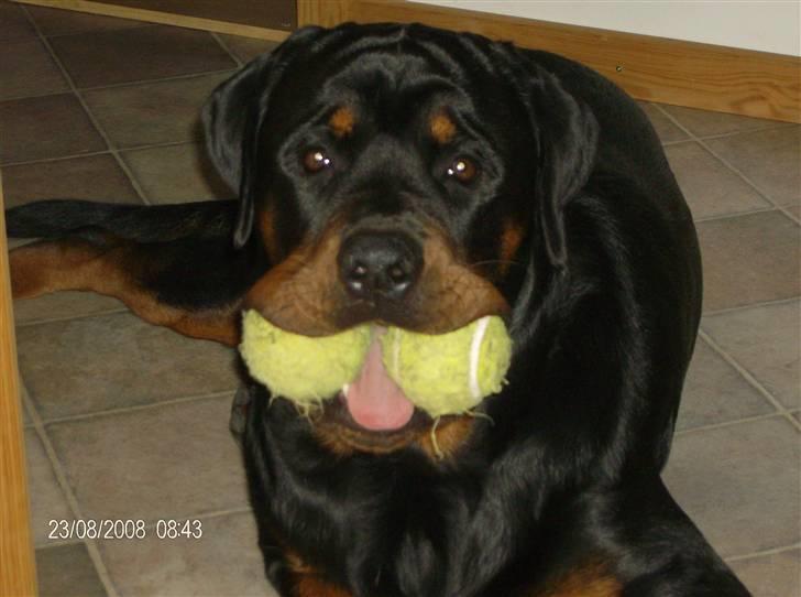 Rottweiler Tyson - Tyson med to bolde i munden billede 1