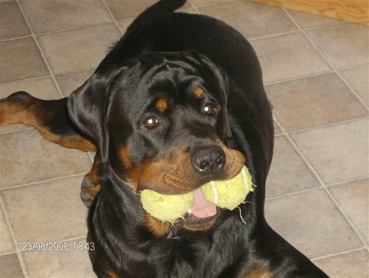 Rottweiler Tyson - Og her igen billede 2