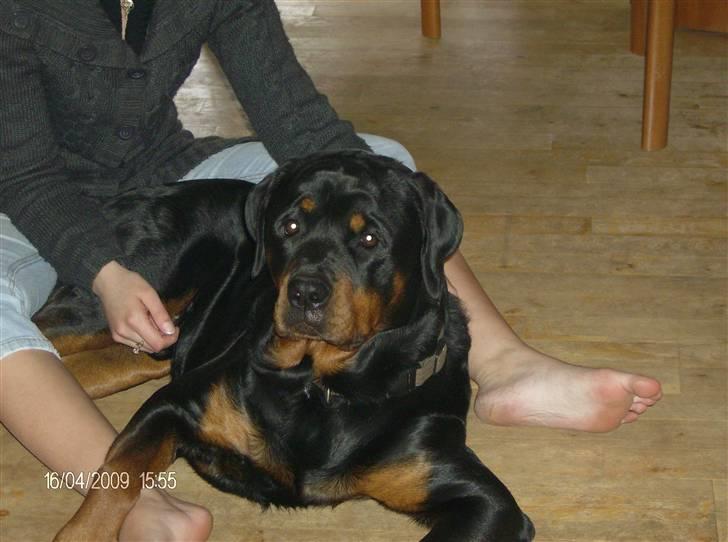 Rottweiler Tyson - Her ligger han inde i vores stue sammen med min storesøster billede 3