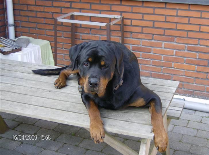 Rottweiler Tyson - Tyson private bord ude i haven billede 4