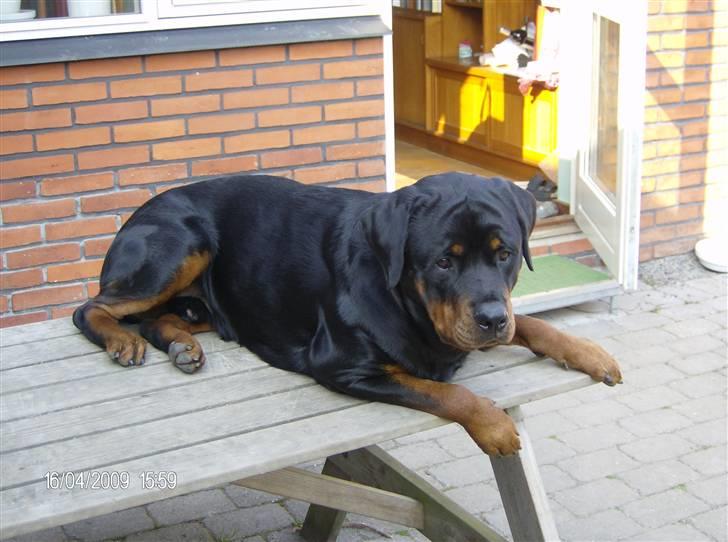Rottweiler Tyson - Her lå han alt tid oppe på når vi var ude i haven billede 5
