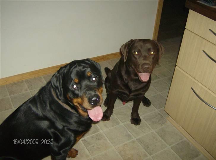 Rottweiler Tyson - Her er han sammen med sin bedsteven Balder " Min bedstevenindes hund der hedder Balder billede 6