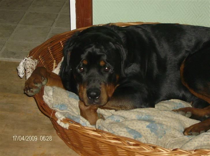 Rottweiler Tyson - Her ligger han i sin gamle seng og sover  billede 8