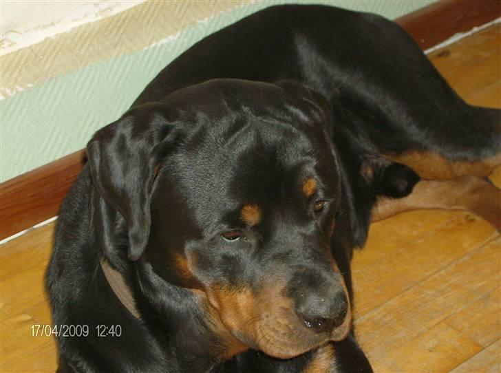 Rottweiler Tyson - TYson som ligger på gulvet og sover inde stuen billede 9