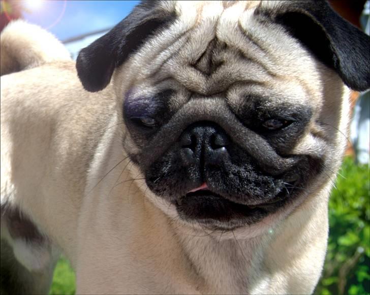 Mops Malthe billede 14