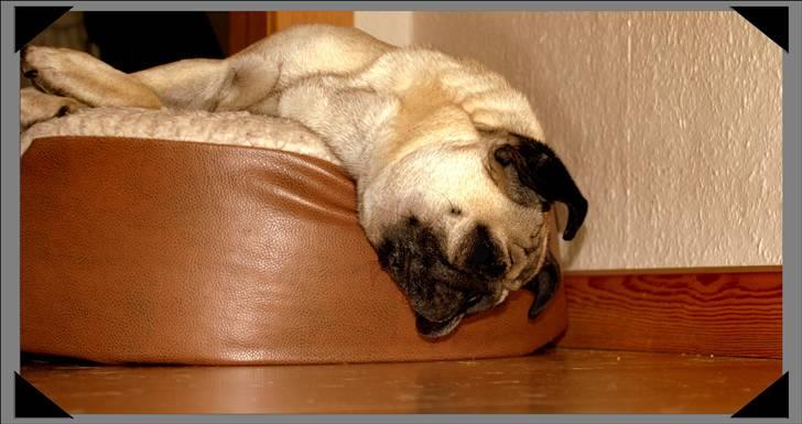 Mops Malthe - Nogle gange elsker Malthe at ligge med hovedet uden for kurven og få sig en "nakkestrækker" ;-) billede 16