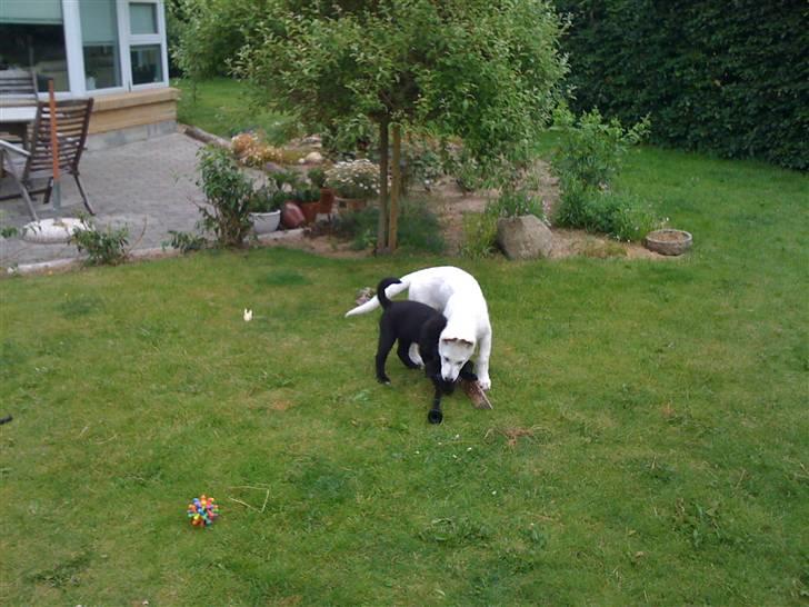 Hvid schæfer Egeborgs White Enzo - Min nye veninde Gaia billede 14