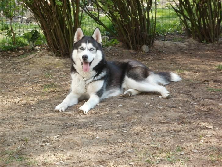 Siberian husky Demon - Demon April 2011. billede 1