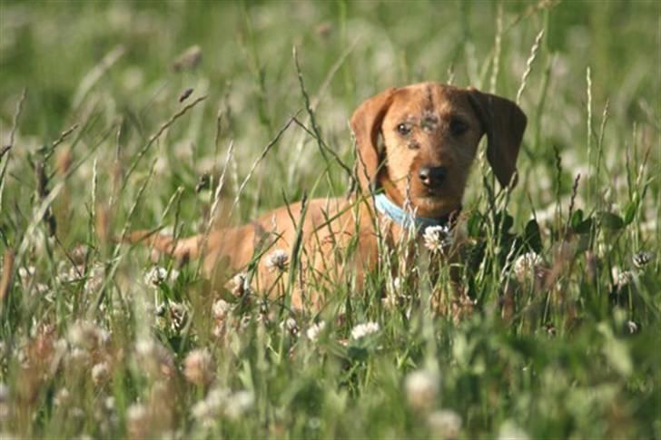Gravhund Sønderskoven's K-Cocio - jeg bliver væk i alt det her græs!  billede 9