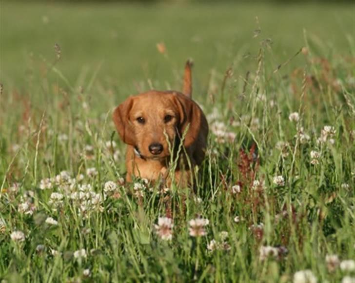 Gravhund Sønderskoven's K-Cocio - Så kært lille hovede skal man lede længe efter :)  billede 10