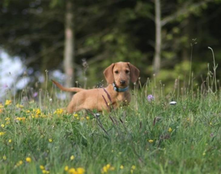 Gravhund Sønderskoven's K-Cocio billede 11