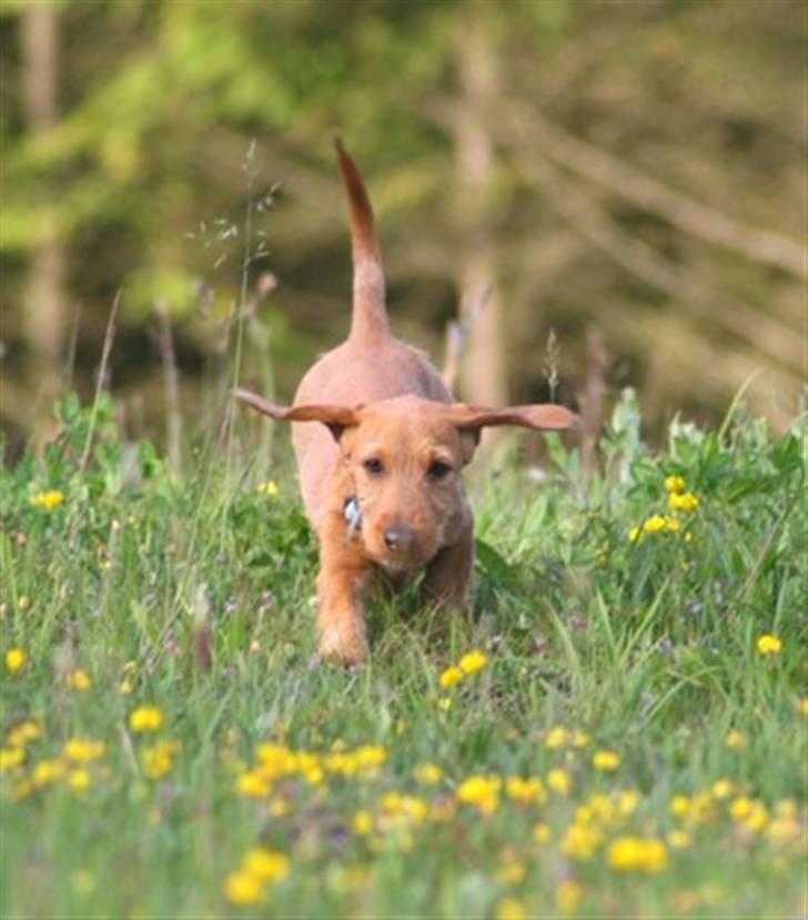 Gravhund Sønderskoven's K-Cocio billede 12