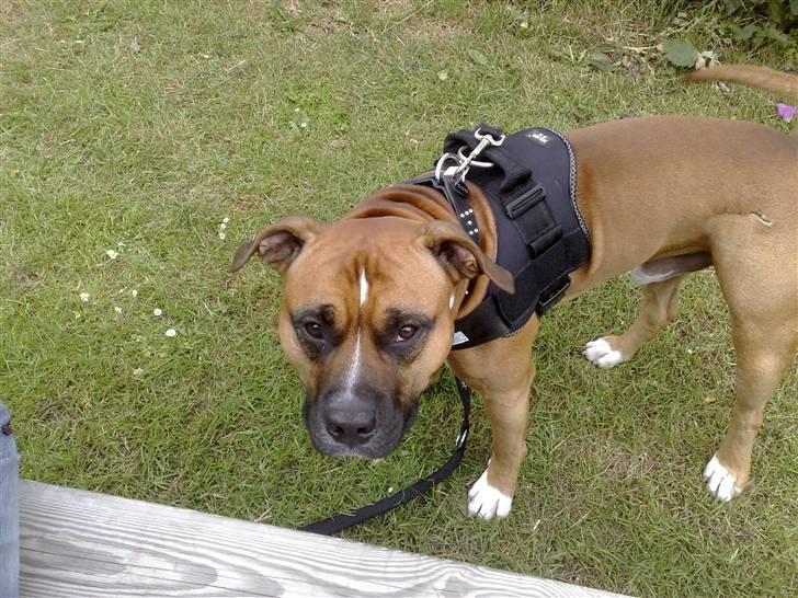 Amerikansk staffordshire terrier Tyson R.I.P den 31/03-11 billede 7