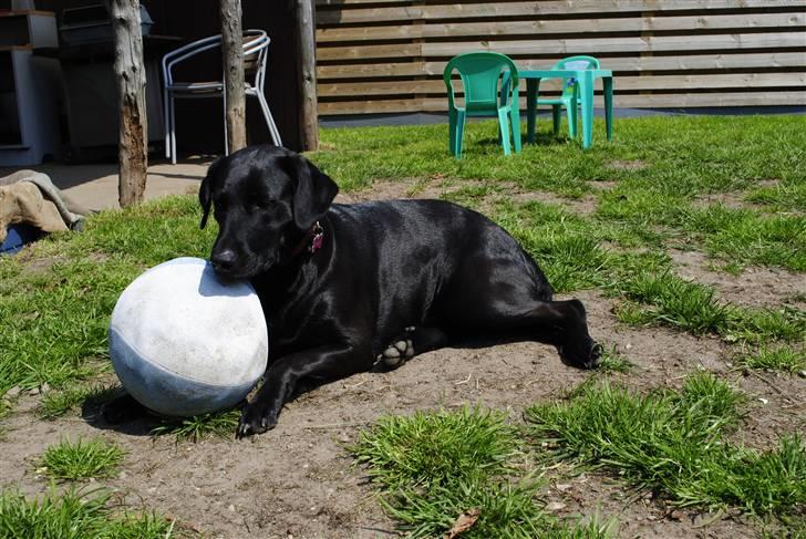 Blanding af racer Mille billede 17