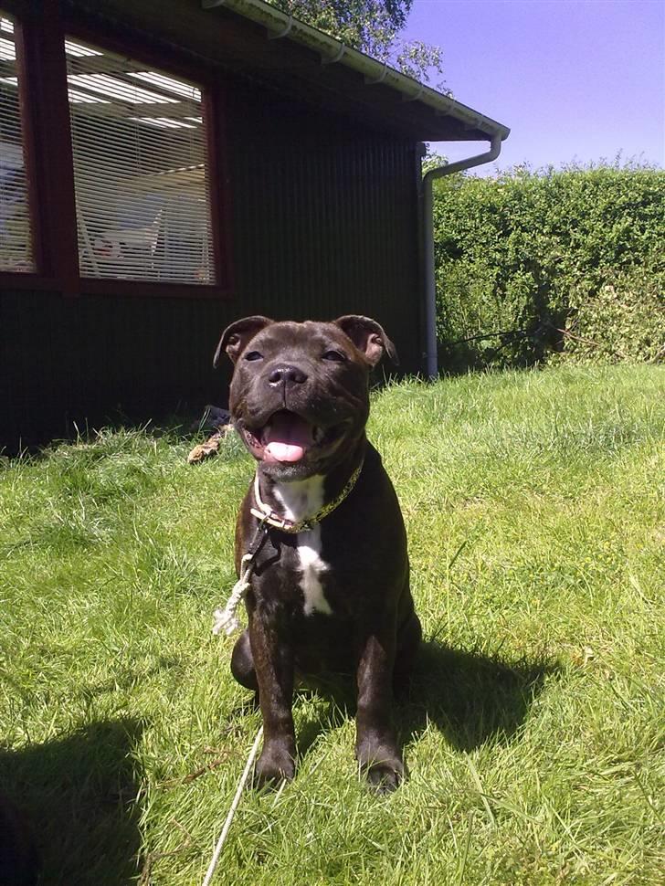 Staffordshire bull terrier Wenk Staffs Princess Coya - Jeg er en glad lille Cowbøøøyy fra...øøøhh når nej...en glad lille Staffpiiigee... billede 14