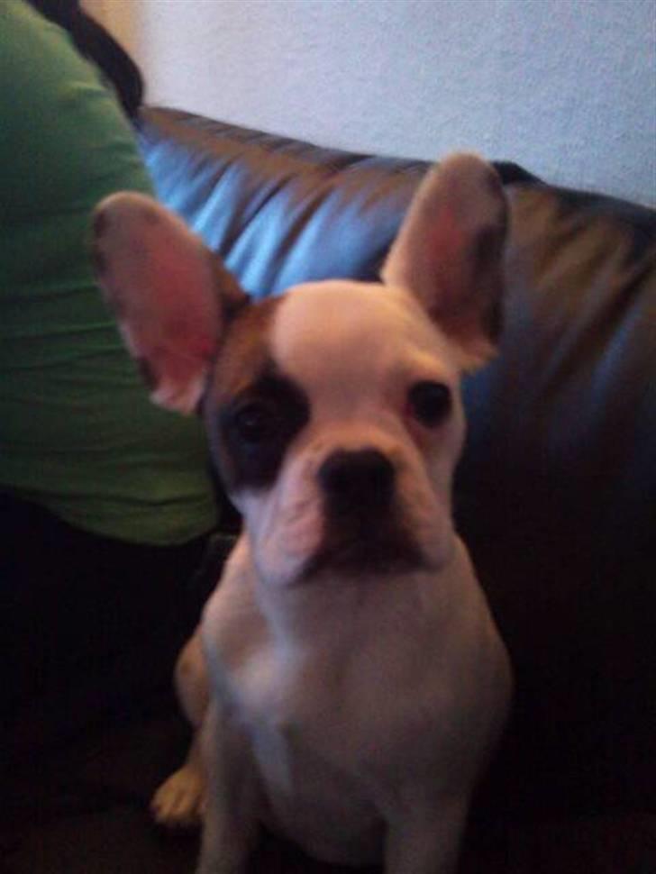 Fransk bulldog Mary billede 1