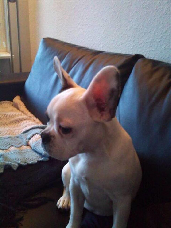 Fransk bulldog Mary billede 2