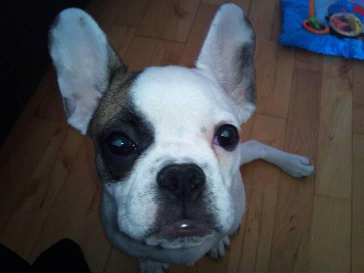 Fransk bulldog Mary billede 3