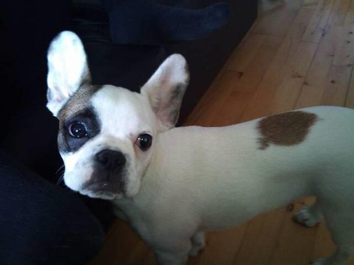 Fransk bulldog Mary billede 4