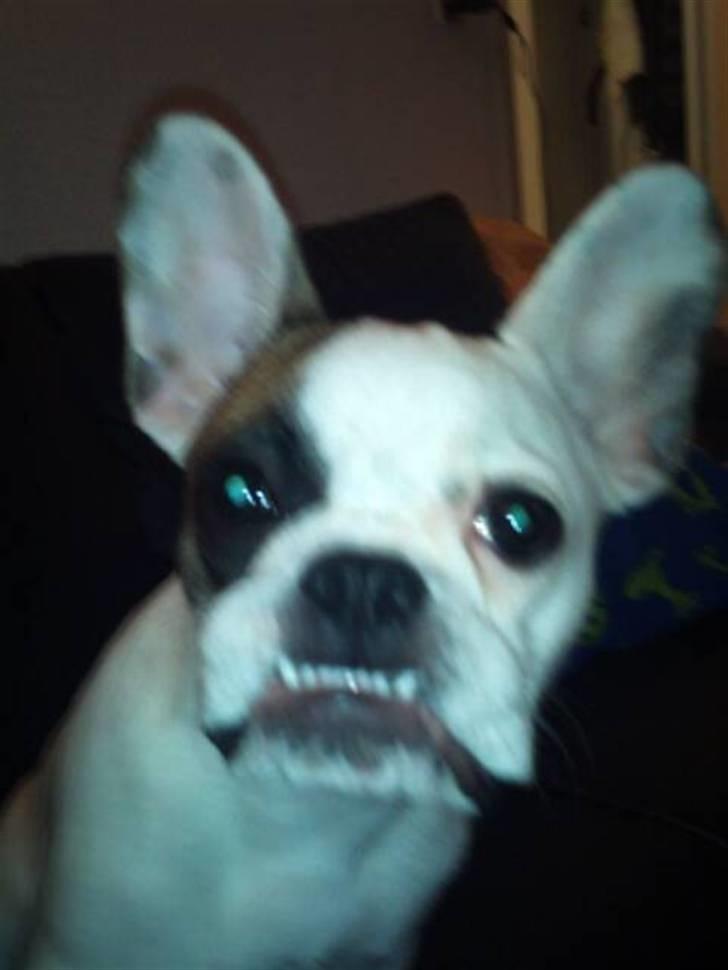 Fransk bulldog Mary - har aldrig sagt at hun var helt normal.... hahaha billede 5