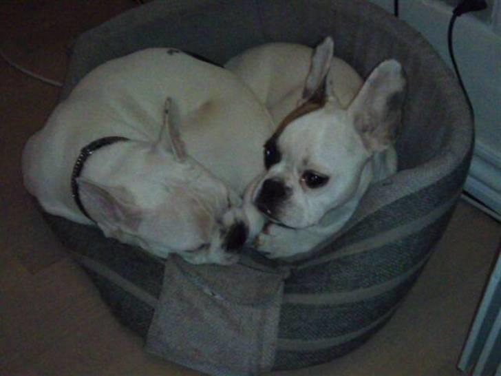 Fransk bulldog Mary - Mary og hendes kæreste Rasmus <3 billede 6