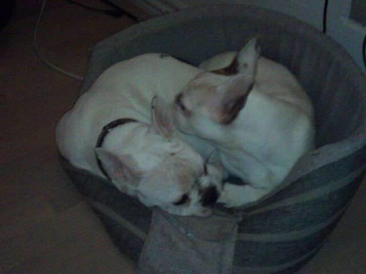 Fransk bulldog Mary - igen mary og hendes kæreste... billede 7