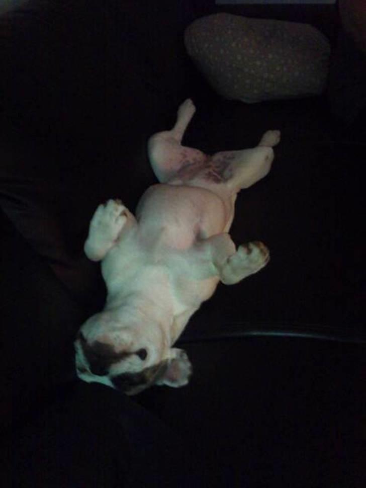 Fransk bulldog Mary - der er en der er træt... hehe... billede 8