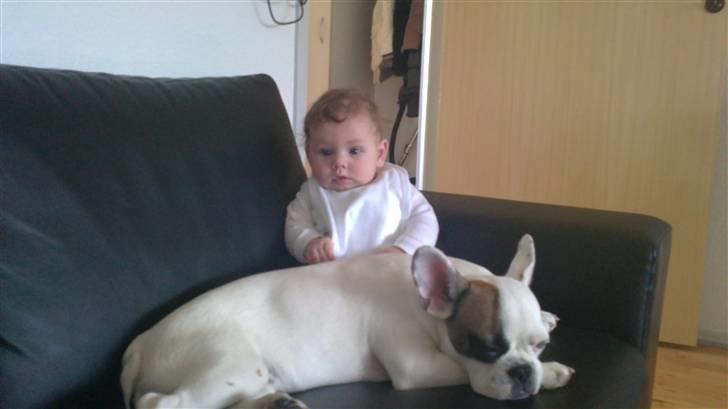 Fransk bulldog Mary - Mary og Lukas..  billede 9