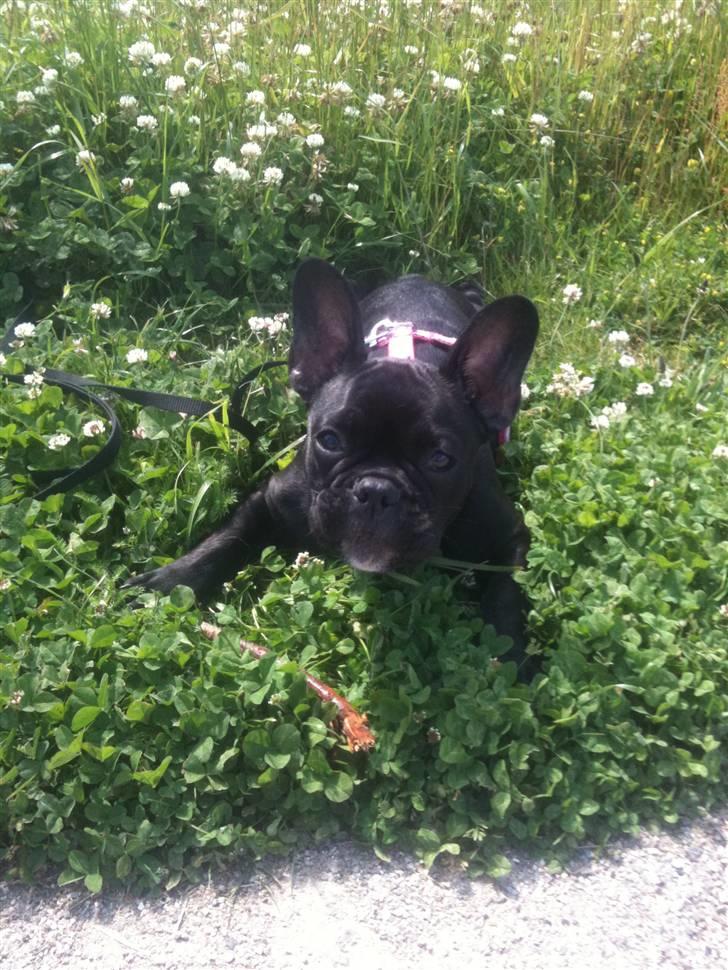 Fransk bulldog Nala R.I.P 24/12-09_12/7-11 billede 15