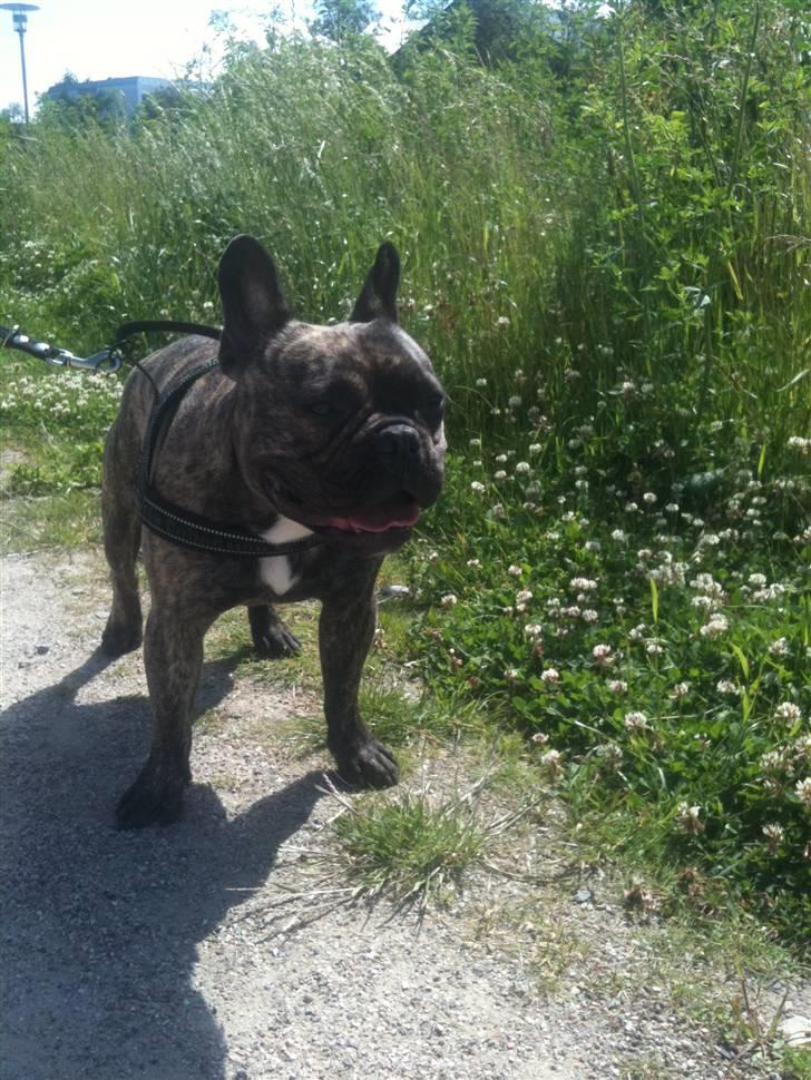 Fransk bulldog Tyson billede 10