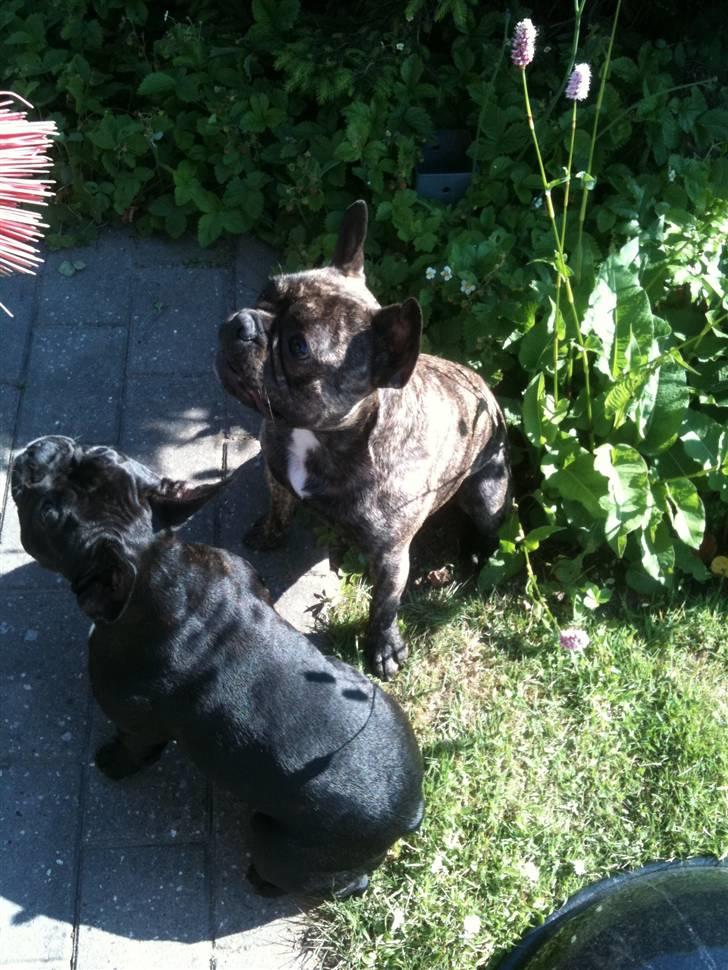 Fransk bulldog Tyson billede 11