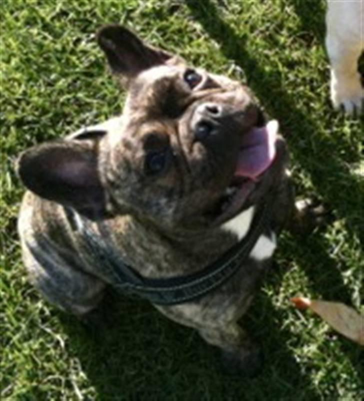 Fransk bulldog Tyson billede 12