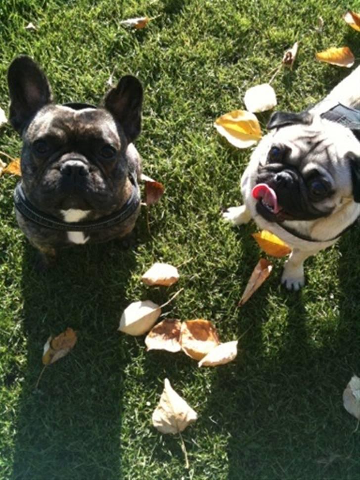 Fransk bulldog Tyson billede 13