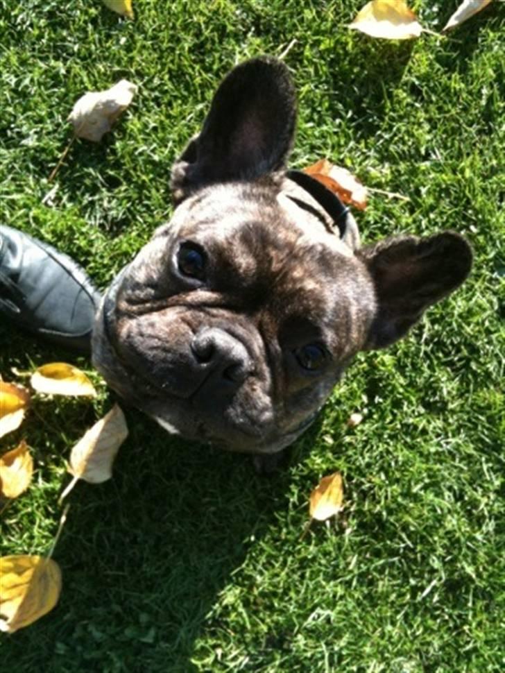 Fransk bulldog Tyson billede 14