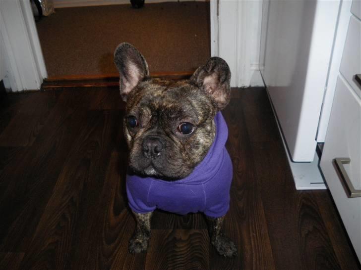 Fransk bulldog Tyson billede 15