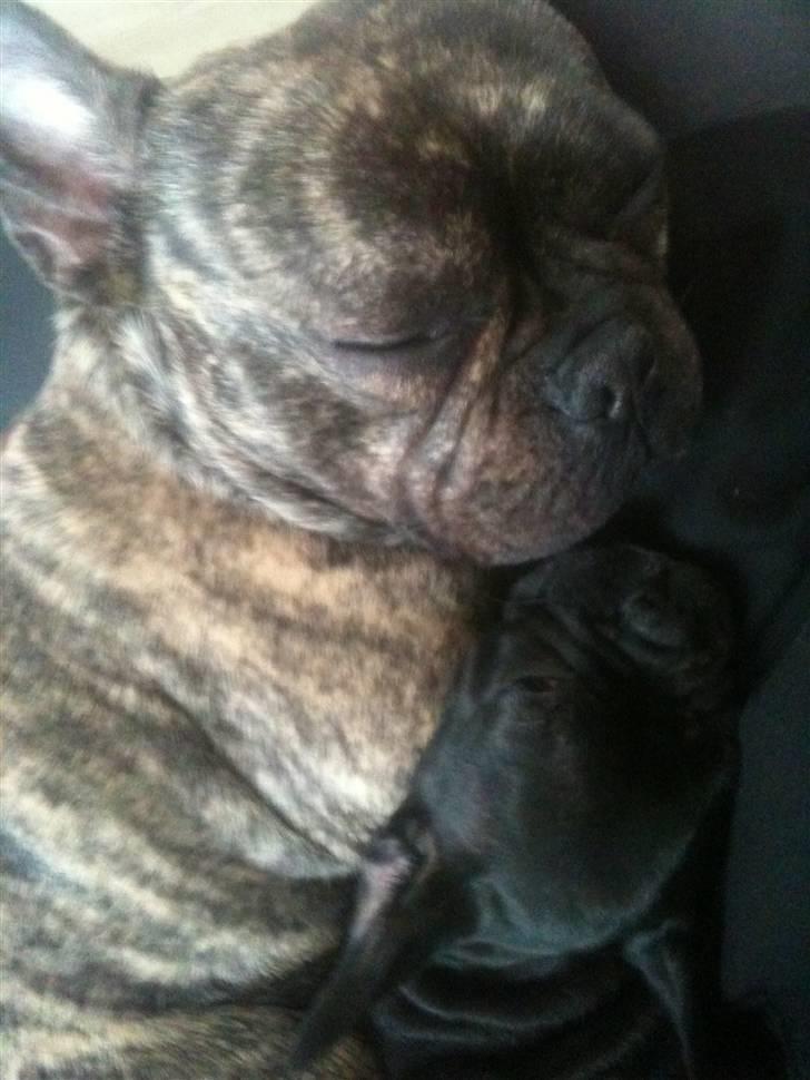 Fransk bulldog Tyson billede 16