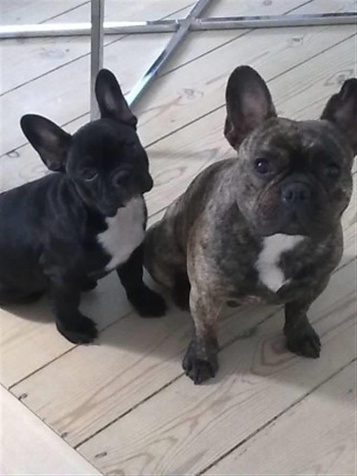 Fransk bulldog Tyson billede 17