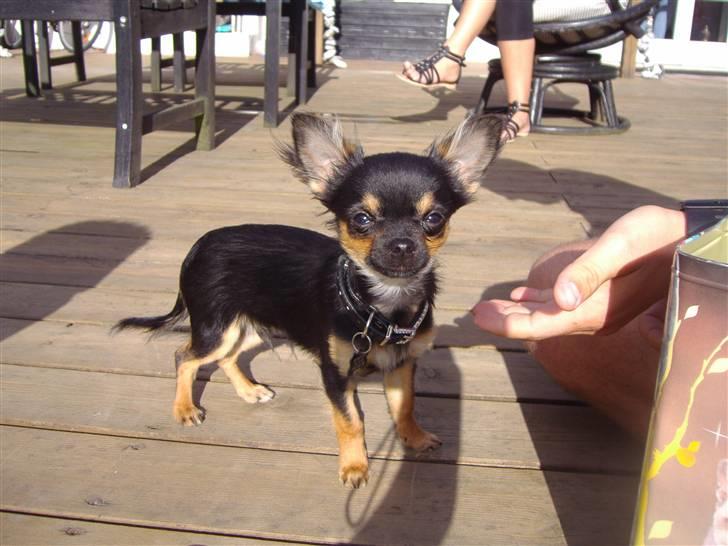 Chihuahua Keyzer billede 1