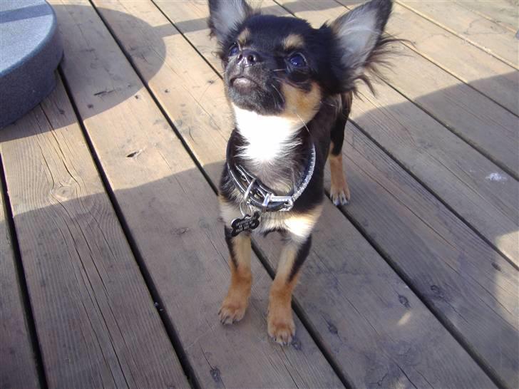 Chihuahua Keyzer billede 2